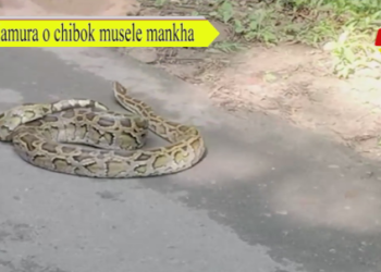 Teliamura o chibok musele mankha