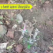 Hatai kotor o bomb kainwi khitarjakha