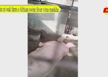 Haste ni wak farm o African swine fever virus mankha
