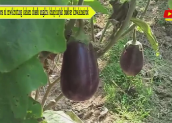 Masingjora ni mwikhutung kaham chash ungkha khaphurjak hukbar khwlainairok