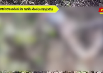 Kanta kobra amchaini simi mankha khoroksa mangkwthui