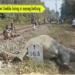 Rail bai pherjagwi thwikha bolong ni mayung kwthung