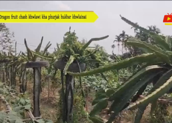 Dragon fruit chash khwlawi kha phurjak hukbar khwlainai