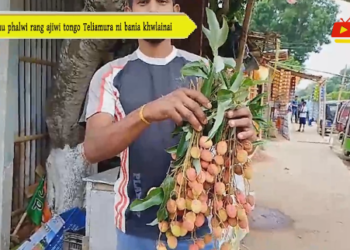 Lichu phalwi rang ajiwi tongo Teliamura ni bania khwlainai