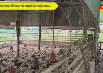 Samwng hamya khwlainai rok choprobkha Poultry farm o